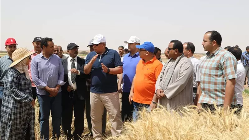 محافظ الوادي الجديد يشهد حصاد مزرعة بحثية لتقييم سلالات القمح في الداخلة