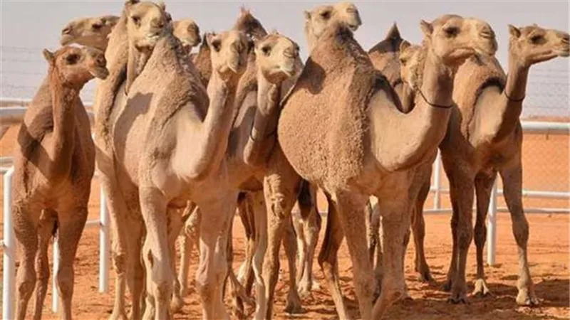 أمين الفتوى: أكل لحم الأبل لا يبطل الوضوء