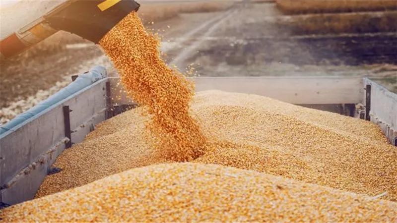 المنيا: الشون الحكومية تستقبل أكثر من 307 ألف طن من القمح حتى الآن