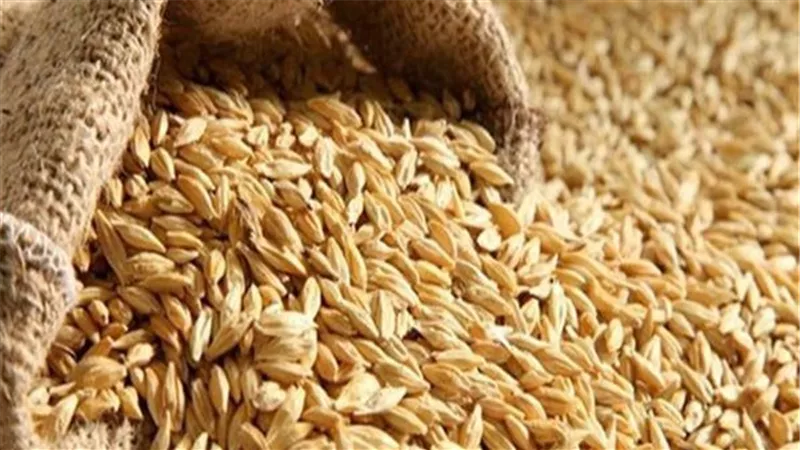 وكيلة تموين الشرقية: إجمالي كمية الأرز الشعير الموردة لمواقع التجميع بلغت 62870 طن