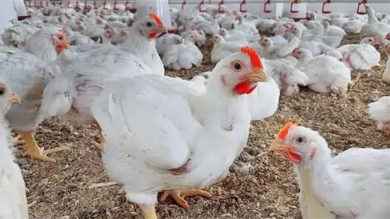 أسعار الفراخ البيضاء والبيض اليوم الأحد 2-6-2024 في مصر