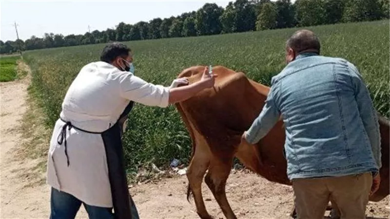 العيادات البيطرية تواصل أعمالها في تقديم خدمات علاجية وإرشادية للمواطنين