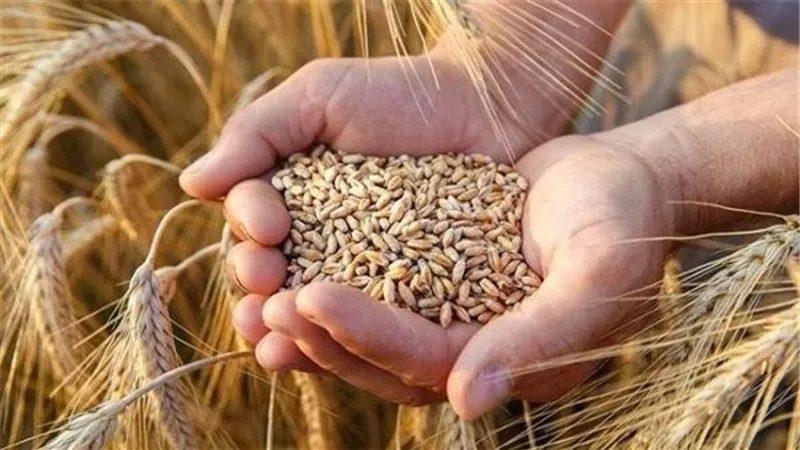 الحكومة تحدد سعر أردب القمح لموسم 2024-2025