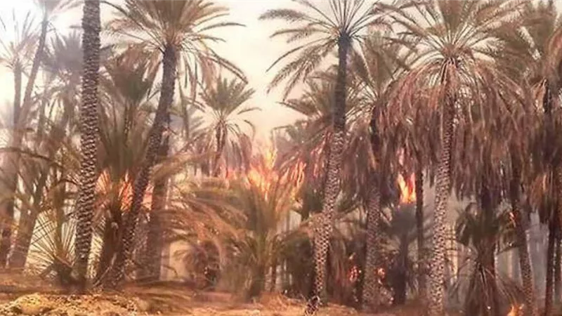 حريق هائل يلتهم أشجار النخيل فى أسوان