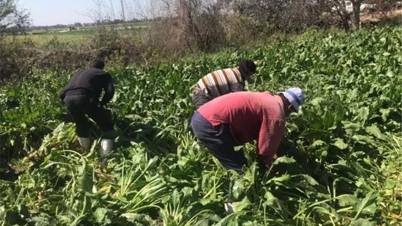 تقليع 10000 فدان من المساحة المنزرعة بمحصول البنجر بالشرقية