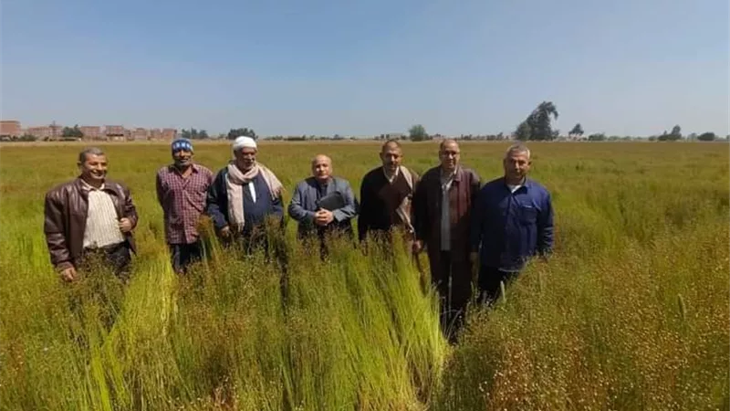 حقول إرشادية للنهوض بمحصول الكتان وزيادة الإنتاجية بالشرقية