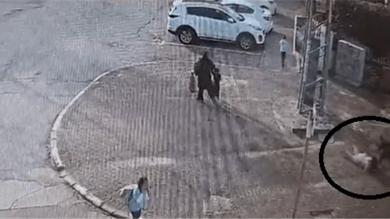 مستوطن إسرائيلي يطعن ربة منزل فلسطينية في «اللد المحتلة»