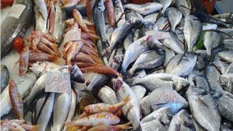 الدنيس بـ 220.. استقرار في أسعار الأسماك اليوم