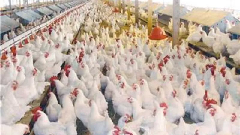 ارتفاع طفيف في بورصة الدواجن بالأسواق والمحال التجارية