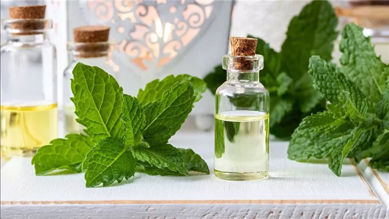 استنشاق زيت النعناع لعلاج الجيوب الأنفية.. الفوائد والمخاطر