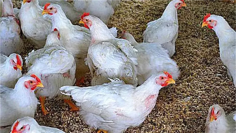 استقرار أسعار الفراخ اليوم السبت 2-8-2025 في السوق المحلية