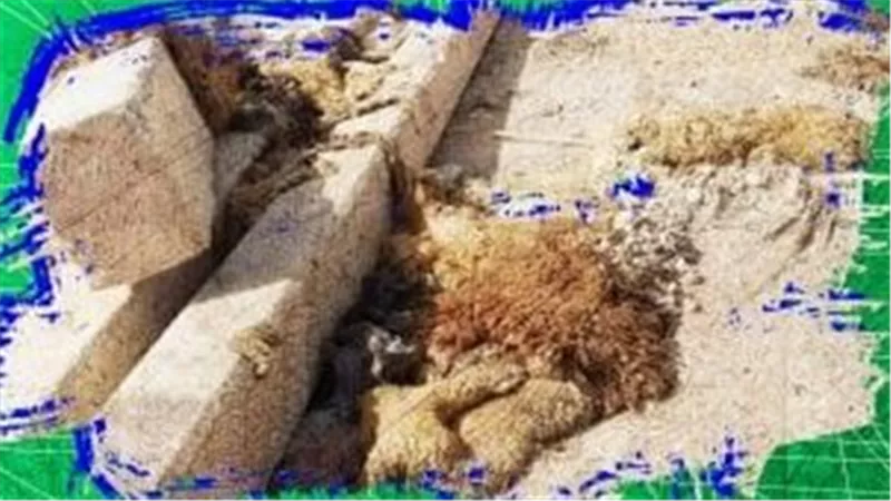  اللائحة التنفيذية بعيد الأضحى.. حظر الذبح والتخلص من المخلفات خارج الأماكن المخصصة