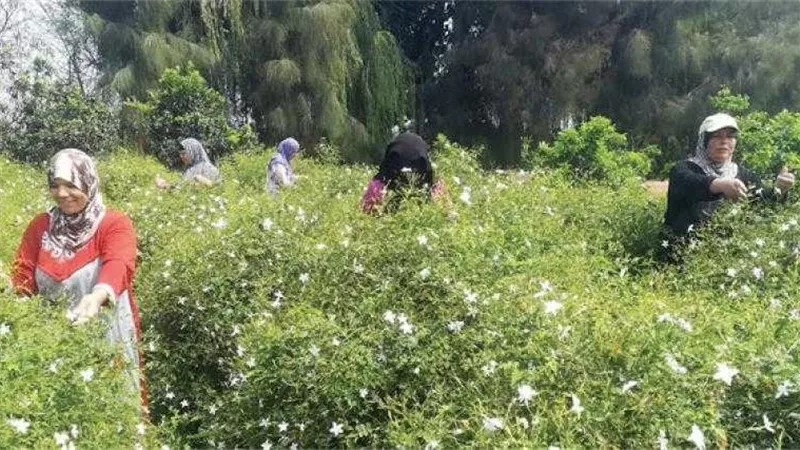 محافظ الغربية.. إنهاء أزمة توريد الياسمين بقرية شبرابلولة.. وتثبيت السعر عند 105 