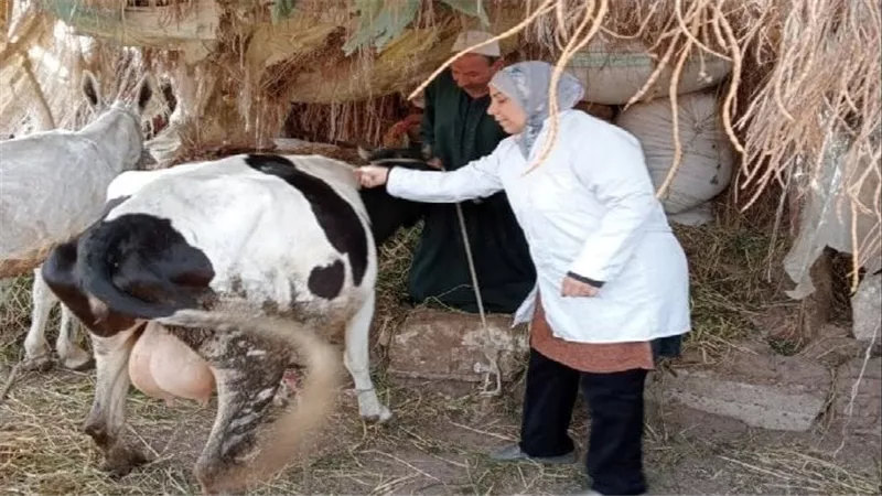 غدا.. الجيزة تبدأ الحملة القومية للتحصين ضد الحمى القلاعية والوادي المتصدع