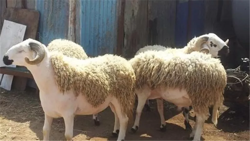أمين الفتوى يكشف.. هل يعاقب الأب إذا لم يذبح العقيقة عن أولاده؟ 