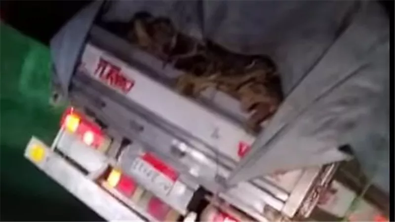 جدل واسع بعد ظهور فيديو لسيارة محملة بجثث كلاب.. والتحقيقات تكشف التفاصيل