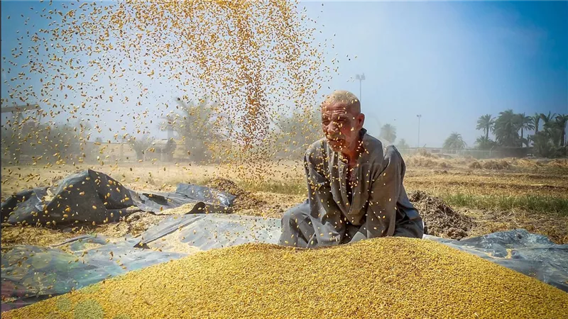 فيديو يؤكد تراجع واردات مصر من القمح 2025