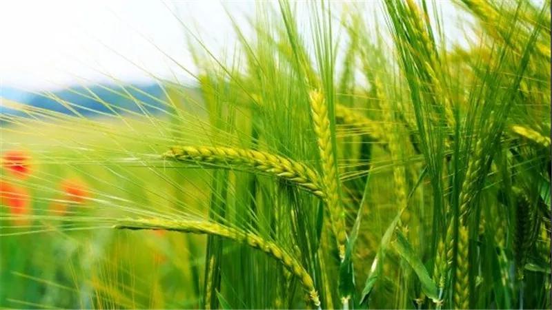 وزير الزراعة.. قفزة 10% في إنتاج القمح هذا العام