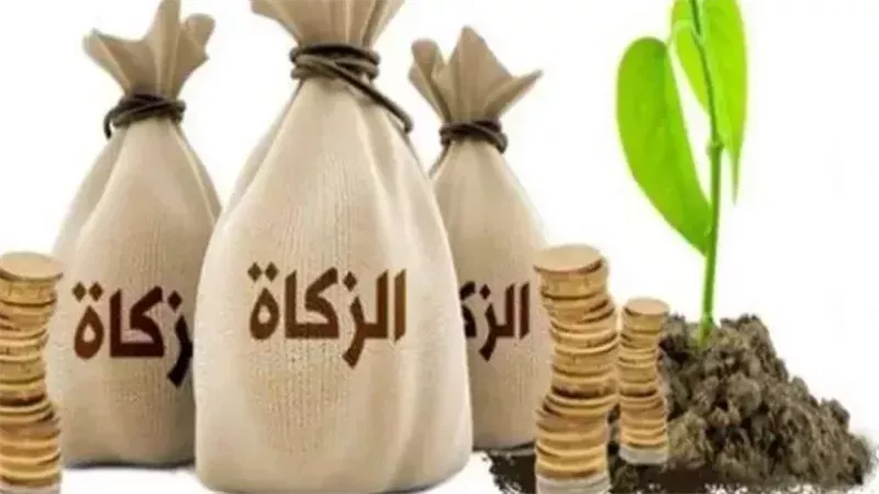 حكم إخراج الزكاة على «الأبقار والجاموس» وعدد النصاب