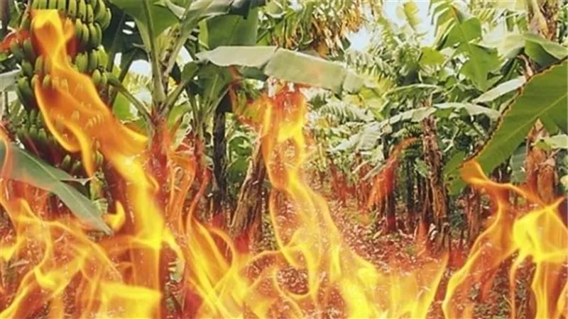 السيطرة على حريق مزرعة موز بمنشأة القناطر
