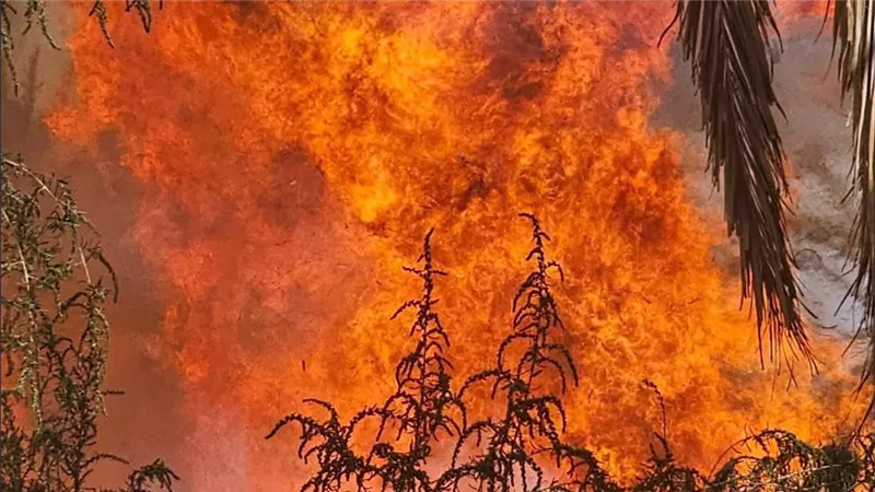 حريق مفاجئ يضرب مزارع النخيل ويثير القلق بالوادي الجديد